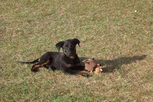 Beauceron